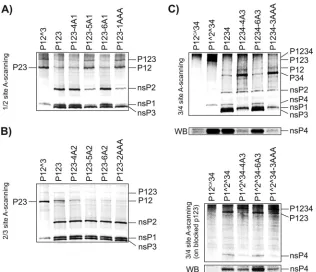 FIG 1 Alanine scanning of the P6-P4 region of the 1/2, 2/3, and 3/4 sites within SFV4 ns polyproteins