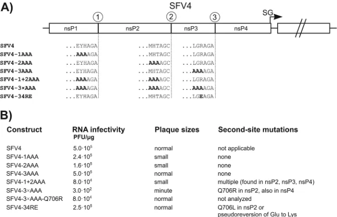 FIG 2 Analysis of the effect of selected mutations in the context of the SFV4 genome. (A) Schematic representation of the parental SFV4 genome and theSFV4-1AAA, SFV4-2AAA, SFV4-3AAA, SFV4-1�2AAA, SFV4-3�AAA, and SFV4-34RE genomes