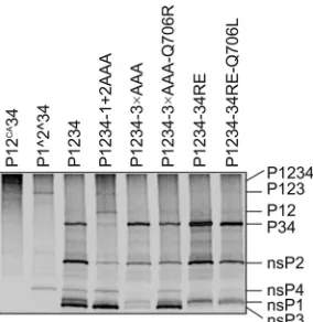 FIG 4 Effects of combinations of cleavage site mutations and the identiﬁedsecond-site mutations on the processing oftion of nsP4