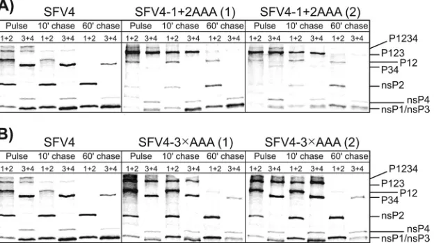 FIG 5 Processing of the ns polyproteins in BHK-21 cells infected with wt SFV4, SFV4-1independently plaque-puriﬁed isolates of SFV4-1�2AAA, or SFV4-3�AAA