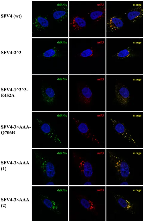 FIG 6 Localization of virus replication organelles formed by wt and mutantSFV4 variants in infected HS633T cells
