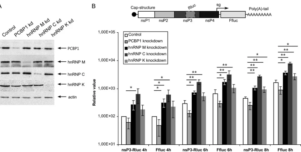 FIG 7 Effects of PCBP1, hnRNP M, hnRNP C, and hnRNP K silencing on SFV replicon vector