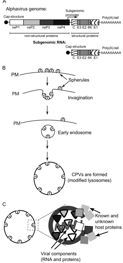 FIG 1 Alphavirus genome and the CPV-1 formation pathway. (A) Schematicrepresentation of alphavirus genomic and SG RNAs