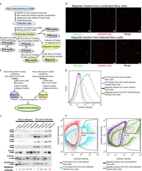 FIG 2 Puriﬁcation and analysis of SFV replication organelles. (A) An overview of the process used to obtain different cellular fractions