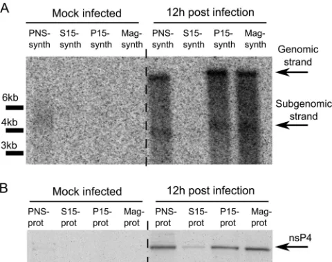 FIG 3 Viral RNA synthesis in the SFV replicase-containing fractions. (A)32P-labeled RNAs produced by the PNS-synth, S15-synth, P15-synth, andMag-synth samples from mock-infected and SFV-infected cells were separatedon a denaturing 1% agarose gel and detect