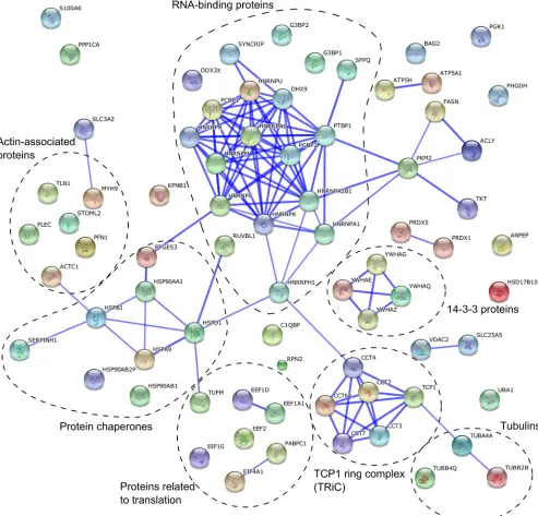 FIG 4 Interaction network of proteins revealed by a gel-free proteomics approach. A network was created using the STRING database