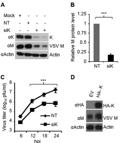 FIG 2 hnRNP K is required for VSV propagation. (A and B) VSV mRNA andantigenomic RNA levels in cells depleted of hnRNP K and infected with thevirus at a low (0.01) or high (1.0) MOI (panels A and B, respectively) weredetermined by qRT-PCR