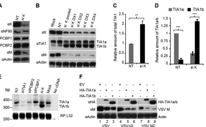 FIG 3 hnRNP K regulates the expression of the two isoforms of TIA1 but not PCBP1/2. (A) Depletion of hnRNP K does not affect the expression of PCBP1/2.HeLa cells were transfected with NT or hnRNP K siRNA at a concentration of 10 nM, and at 60 hpt, cells we