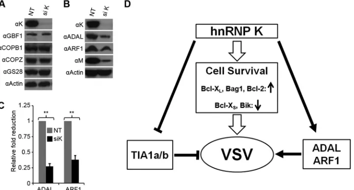 FIG 6 hnRNP K regulates expression of cellular proteins required for VSV infection. (A and B) HeLa cells transfected with siRNA for 60 h were infected with VSVof apoptotic proteins Bcl-Xat an MOI of 0.01 for 12 h