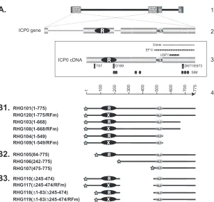 FIG 1 Schematic diagrams of ICP0 gene structure and ICP0 mutants used in this study. (A) Line 1, HSV-1 genome, with the repeated sequences shown invertical rectangles)