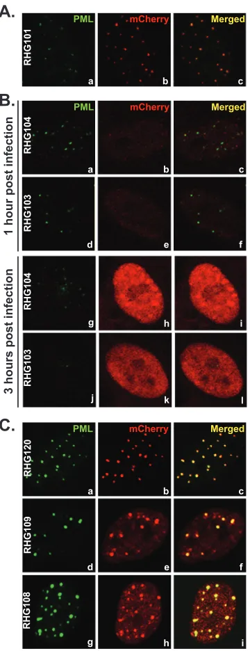 FIG 3 PML degradation by ICP0 C-terminal truncations. HEL cells wereeither mock infected or infected with 10 PFU/cell of mutant viruses as indi-cated