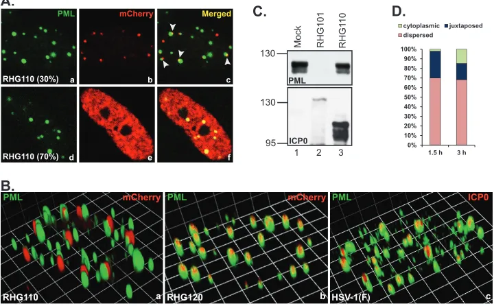 FIG 4 Localization and ability to degrade PML of ICP0 N-terminal truncations. (A and B) HEL cells were infected with 10 PFU/cell of recombinant viruses asindicated