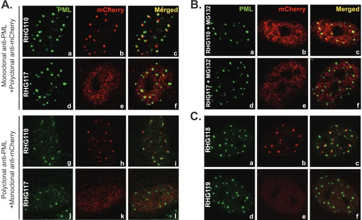 FIG 6 Involvement of the ubiquitination-proteasome pathway in recruiting ICP0 to ND10