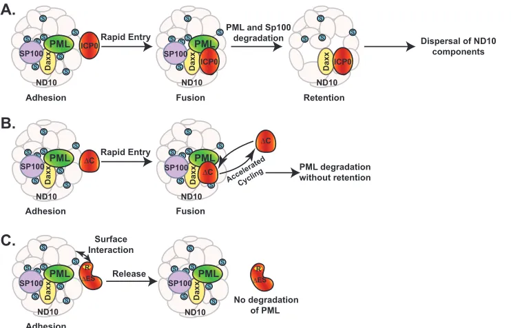 FIG 8 ICP0-ND10 interaction is a sequential process of adhesion, fusion, and retention