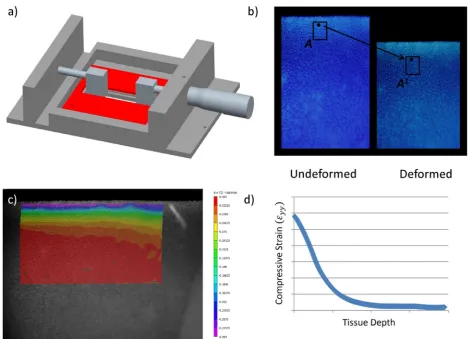 Fig. 1. (a) Schematic of custom designed unconfined compression rig, (b) example of an undeformed reference and subsequently deformed fluorescent image taken prior to and after loading illustrating the way in which strain is tracked at every loading increment, (c) example of a typical strain (εyy) correlation for a one year old sample for a selected region of interest (ROI), (d) graphical representation of the strain output of image (c) displayed as the compressive strain in the zonal direction (εyy) plotted versus depth from the articular surface (pixels).