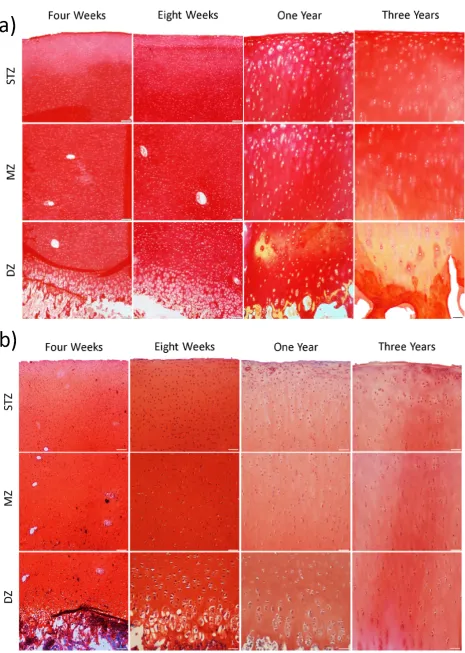 Fig. 6. Full thickness cartilage sections stained with picrosirius red-collagen (a) and safranin O-sGAG (b) from the femoral trochlear ridges