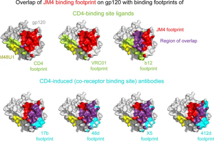 FIG 3 Comparison of JM4 epitope with that of other molecules that target the CD4 and coreceptor binding surfaces on gp120