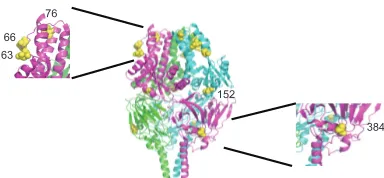 FIG 12 Side-view ribbon representation of the prefusion RSV F-proteintrimer (PDB accession numberhighlight sequence differences between RSV strains A2 and 2-20 in one mono-mer