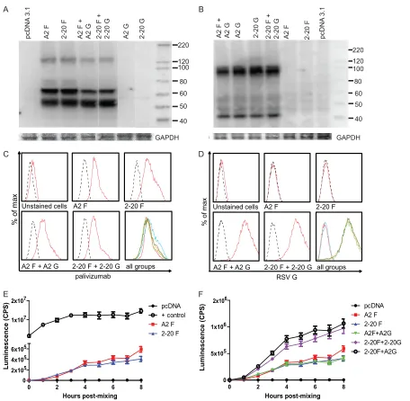 FIG 4 2-20 F is more fusogenic than A2 F when coexpressed with RSV G protein. (A and B) Total cell steady-state levels of RSV F (A) and RSV G (B) proteinsexpressed in 293T cells after transfection (GAPDH, glyceraldehyde-3-phosphate dehydrogenase)