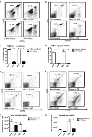 FIG 6 Anti-Ly6G treatment results in depletion of neutrophils in the blood and lungs of RSV-infected mice