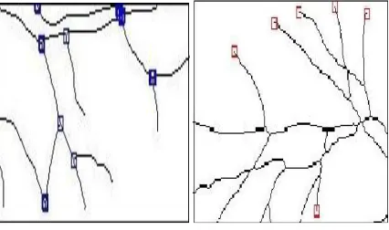 Fig. 1 Minutiae Points.   (a) ridge ending   (b) bifurcation  