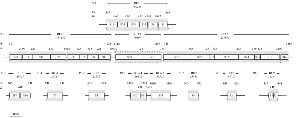 FIG 1 Schematic representation of CcBV PL in the genome of the braconid waspshown by the gray areas (ampliﬁed FSs could not be represented to scale due to space limitations), and their sizes (in bp) are indicated by double arrows