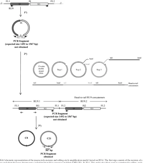 FIG 6 Schematic representation of the macrocircle excision and rolling-circle ampliﬁcation model (tested on RU9)