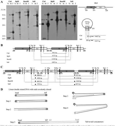 FIG 7 Southern blot analysis of ampliﬁed RU9 molecules in DNA extracted from virus particles (Vi) and female (F) and male (M) wasps undergoing virus replication.The experiment was performed using DNA extracted from puriﬁed virus particles (80 ng) and male 