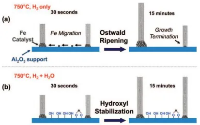 Figure 2.4 Schematic of Ostwald ripening of catalysts, and the function of the addition of water vapor in stabilizing catalysts during CNT growth [77]
