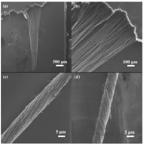 Figure 2.7 SEM images of CNT fibers drawn from a superaligned CNT array [34].  