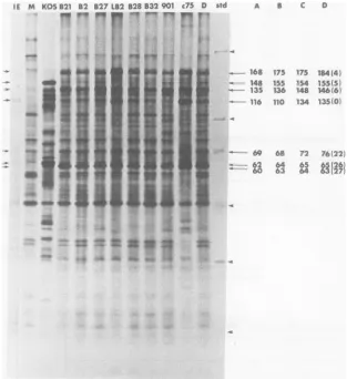 FIG. 3.presentedweights24decreasing(31);infectedtation h SDS-PAGE analysis of viral proteins synthesized in cells infected with ts mutants in complemen- group 1-2