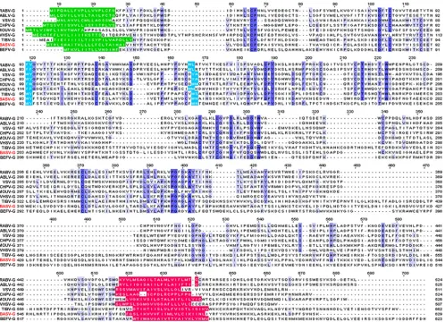 FIG 1 BASV-G shares sequence and structure similarities with other rhabdovirus glycoproteins