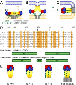 FIG 1 Schematic representations of the ﬂavivirus E protein. Color code for protein E: domain I (DI), red; domain II (DII), yellow; domain III (DIII), blue; fusion