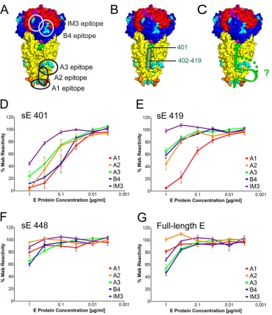 FIG 4 Surface representations of the TBEV sE trimer (Protein Data Bank [PDB] accession no