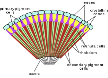 Figure 1.2: Insect Compound Eye Cross-section source: en.wikipedia.org