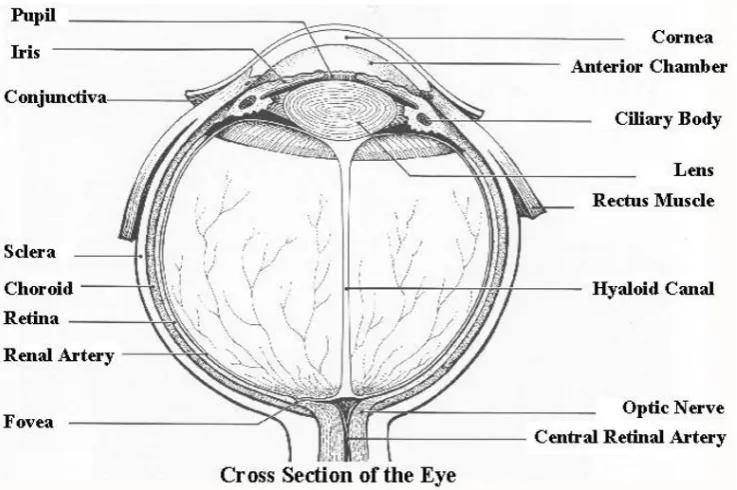 Figure 1.4: A typical Mammal Eye, source: wikimedia commons