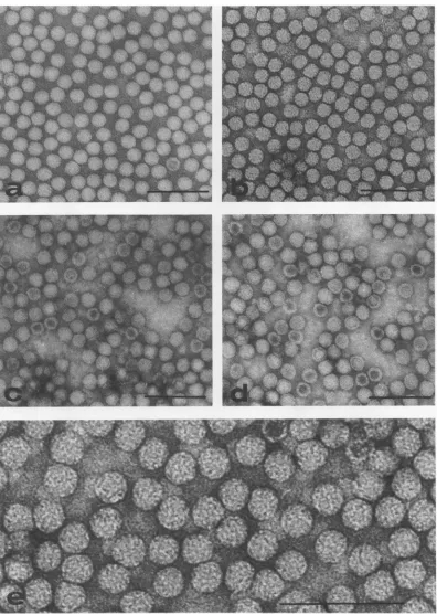 FIG. 1.particles(a)components. DNVparticles negatively stained with 2% uranyl acetate, showing generally featureless structure