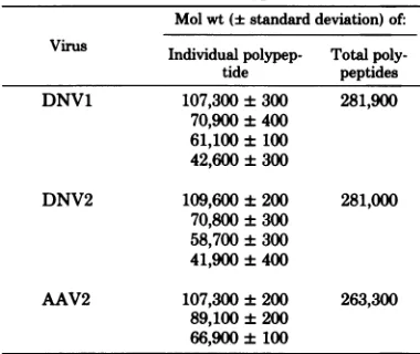 FIG. 2.fusion.antiserum Serological relationships between virus particles of DNV1 and DNV2 tested by microimmunodif- Wells: 1, rabbit antiserum against DNVI; 2, guinea pig antiserum against DNV2; 3, guinea pig against DNV1; g, DNV1 antigen; j, DNV2 antigen