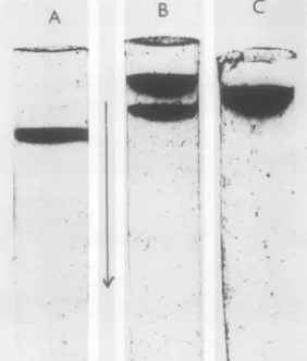 FIG. 5.polyacrylamide(iii).by heating Densitometric traces ofDNV2 125I-Iabeledpolypeptides resolved by autoradiography of 10% SDS- gels of virusparticles (A) and top components (B) iodinated by chloramine-T after disruption in SDS (i), lactoperoxidase labeling of intact virus (ii), and chloramine-T labeling of intact virus Note that the three high-molecular-weightpolypeptides were radiolabeled in intact virus.