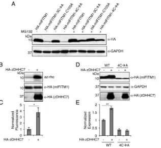 FIG 2 Palmitoylation of mIFITM1 prevents proteasomal degradation. (A) HEK293T cells were transfected overnight in 6-well plates with 10.014 by Student’sexpressing the indicated proteins