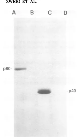 FIG. 4.lular Immunoprecipitation of purified intracel- p40 and p80 by guinea pig antiserum against