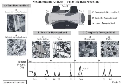 Fig. 5. (Top) Metallographic analysis and microstructure simulation comparison for recrystallised volume fraction; (Periphery and bottom) microstructure groups and related grain-size distributions 