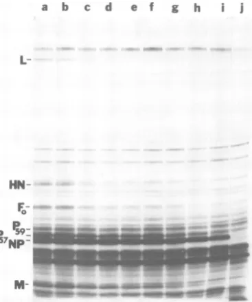 FIG. 3.peptidespeptides.duplicaterogramsimplifywereexposedchannelchannelturestonictropho&esiswerecinchannelscriptionturesinfectedinoculaTheconditionscells SDS-PAGE ofpolypeptides extracted from infected with UV-irradiated NDV Bl under limiting viral activi
