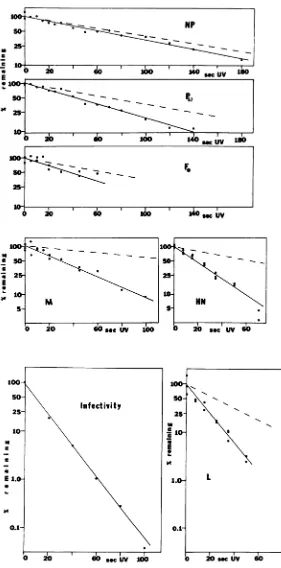 FIG. 4.ofassay.ofasin Fig.gene each functions Kinetics of reduction of both NDVBI infectivity and the accumulation of viralpolypeptides in vivo of increasing UV irradiation of the virus preparation