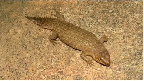 Figure 9. Egernia stokesii zellingi, the Gidgee Skink.  Photo by Alan Couch, accessed from https://creativecommons.org, Dec