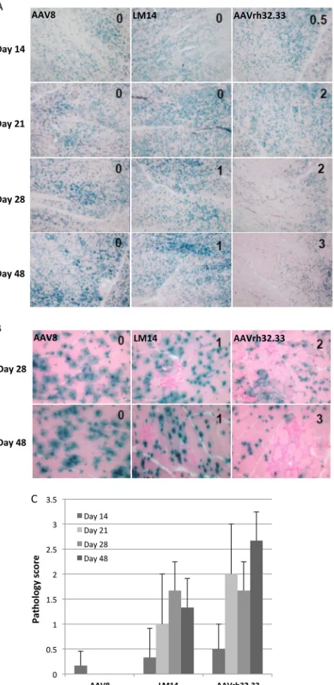 FIG 4 Time course of expression from AAV2/8, AAV2/rh32.33, and LM14