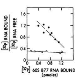 FIG. 2.RNAFig.totheby MA subtracting Scatchard plot of the data presented in 1. The amount of free 60S RNA was calculated the amount of bound 60S RNA from total 60S RNA