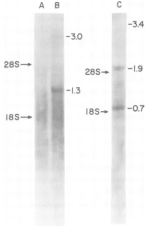 FIG. 4.Fig.RNAvirus Scatchard plot of the data presented in 3. Symbols: 0, binding of 60S PR-E 95-C virus to RSVPr-Cpl9; 0, binding of 60S PR-E 95-C RNA to PR-E 95-C virus p19.