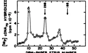 TABLE 3. Amount of virus-specific RNA isolated from infected cells