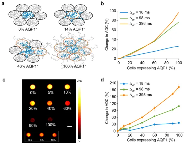 Figure 2.3 cells expressing AQP1 in a mixed population. ms, b = 2334 s/mms/mmAQP1 expression is observable in mixed cell populations